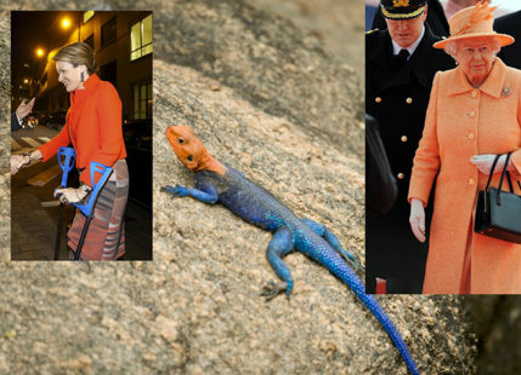 Orange