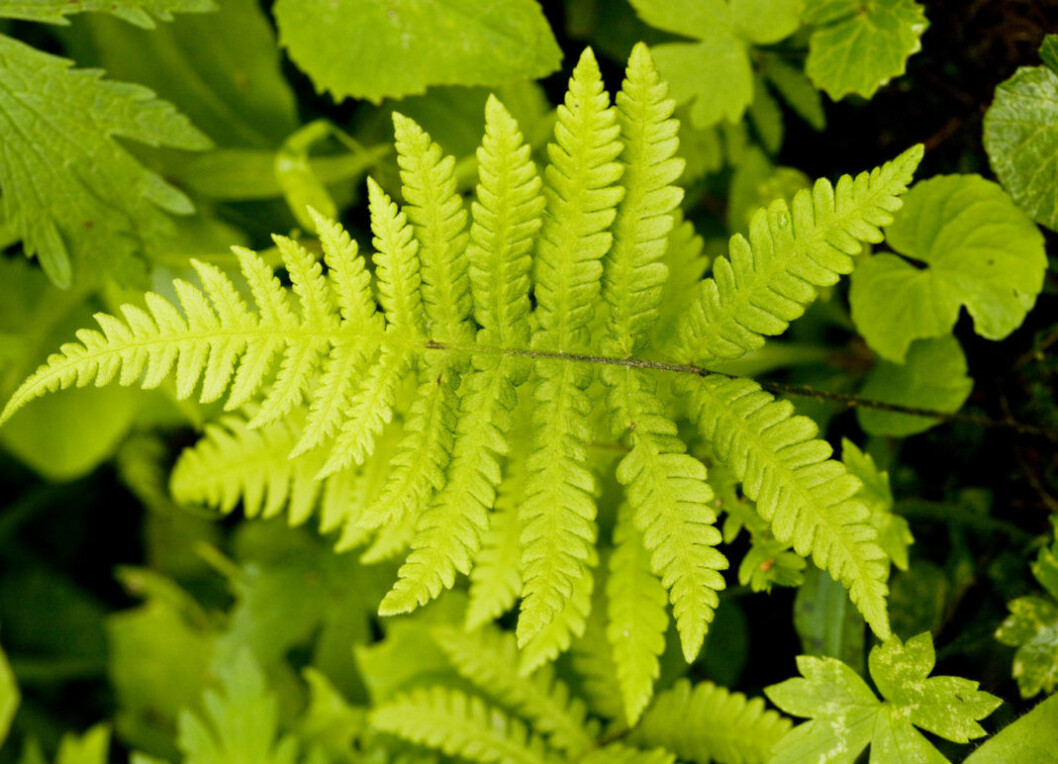 Beech Fern - in shady woodland. (Phegopteris connectilis) Foto: Ardea / IBL Bildbyrå