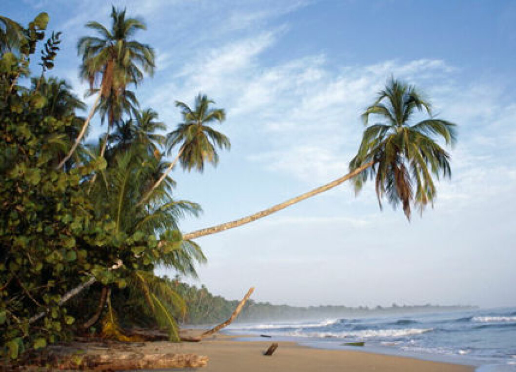 palm