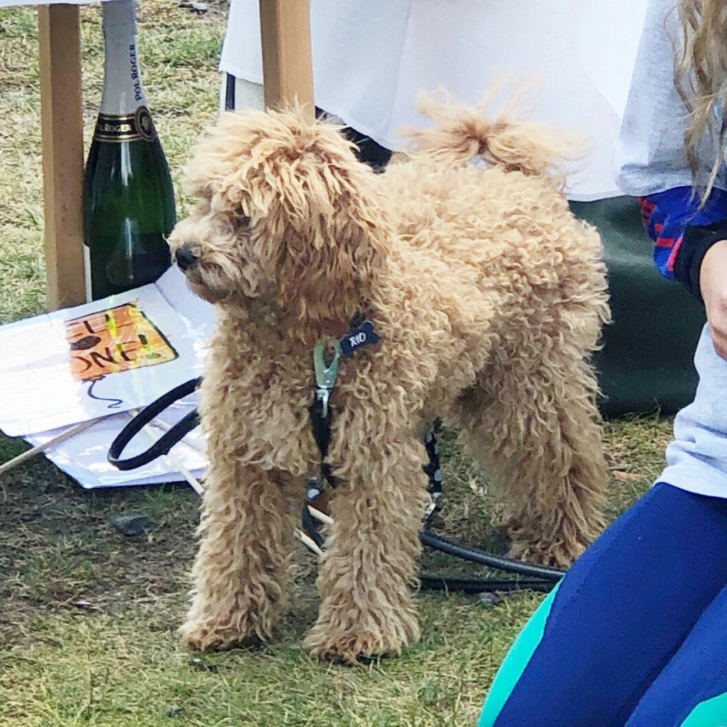 Rio charmade hela Hagaparken med sin klappvänliga päls och sina glada skutt. Victorias hund cavapoon Rio