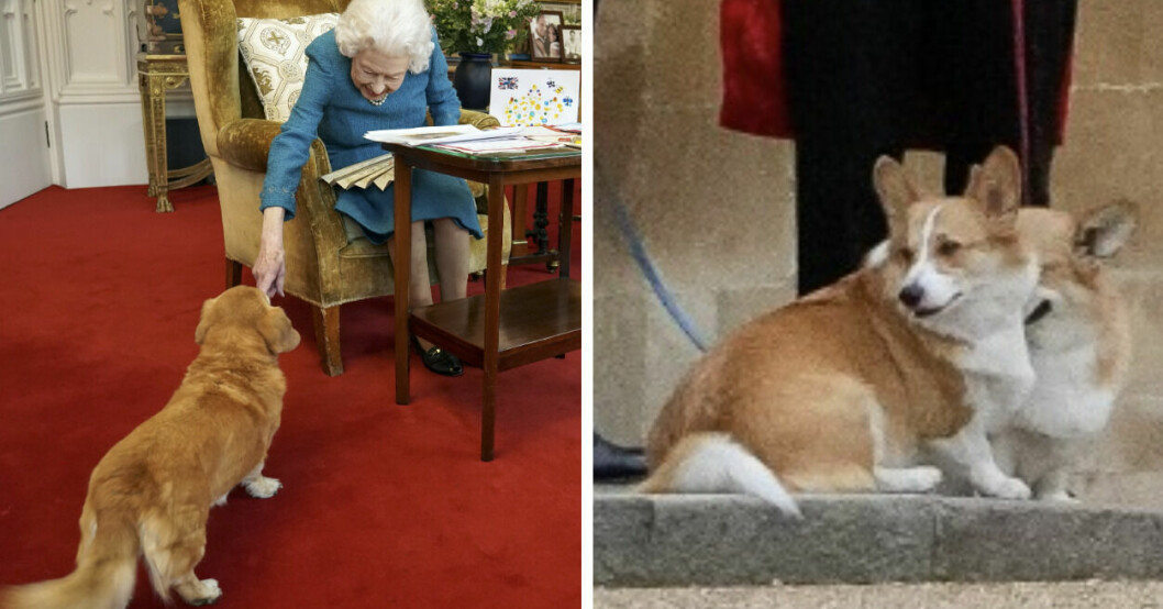 Nya bilderna! Så här har drottning Elizabeth hundar det nu – efter sorgsna tiden
