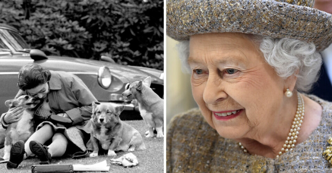 Avslöjandet om Elizabeths älskade hund – två månader efter hennes död