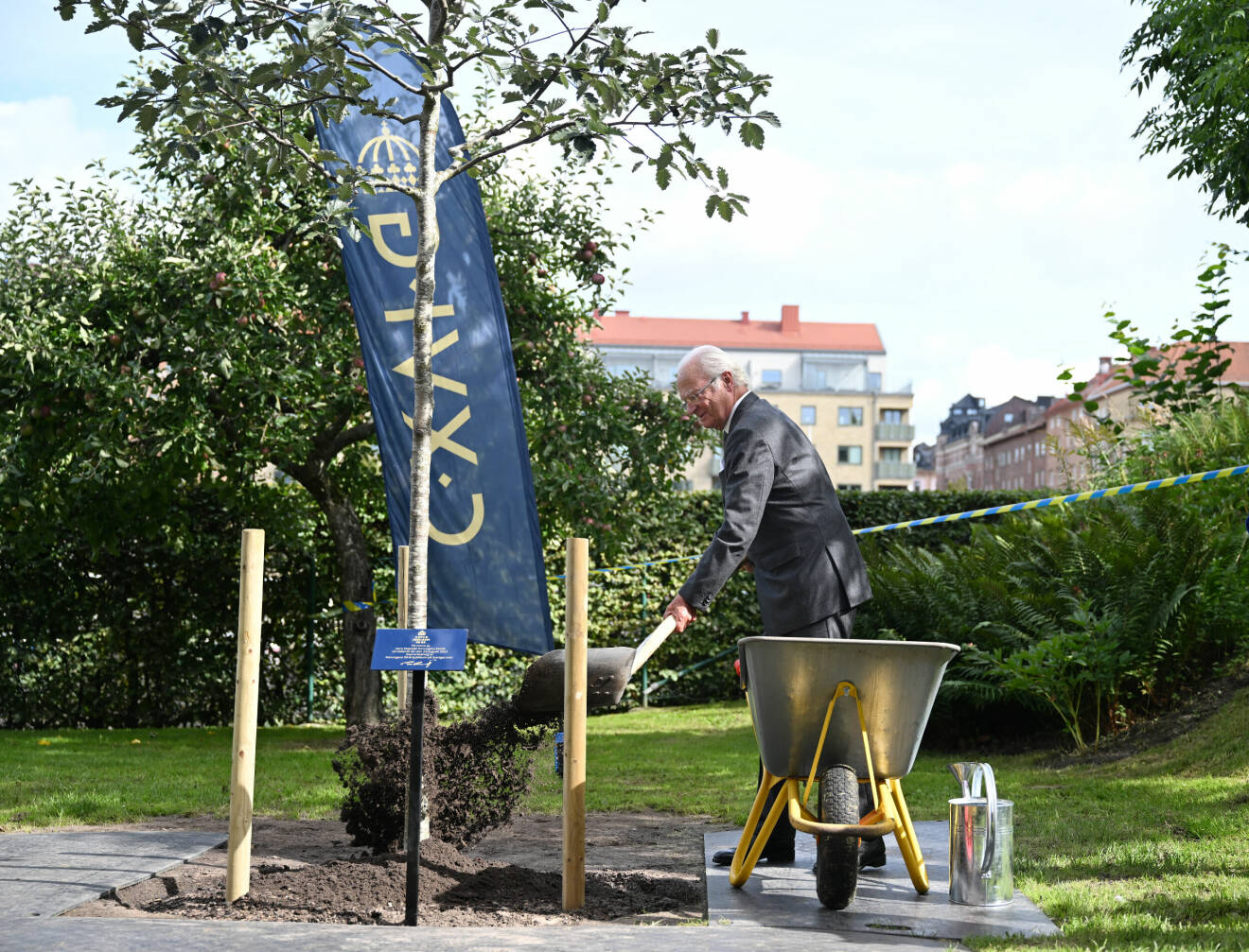 Kungen planterar ett träd – en oxel – under besöket i Halmstad i Halland