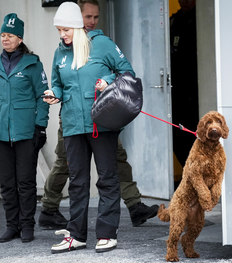 Norges kungliga blandrashund Molly drog i kopplet. Mette-Marit var försjunken i mobilen. Norska kronprinsfamiljens hund Molly Fiskebolle, en labradoodle