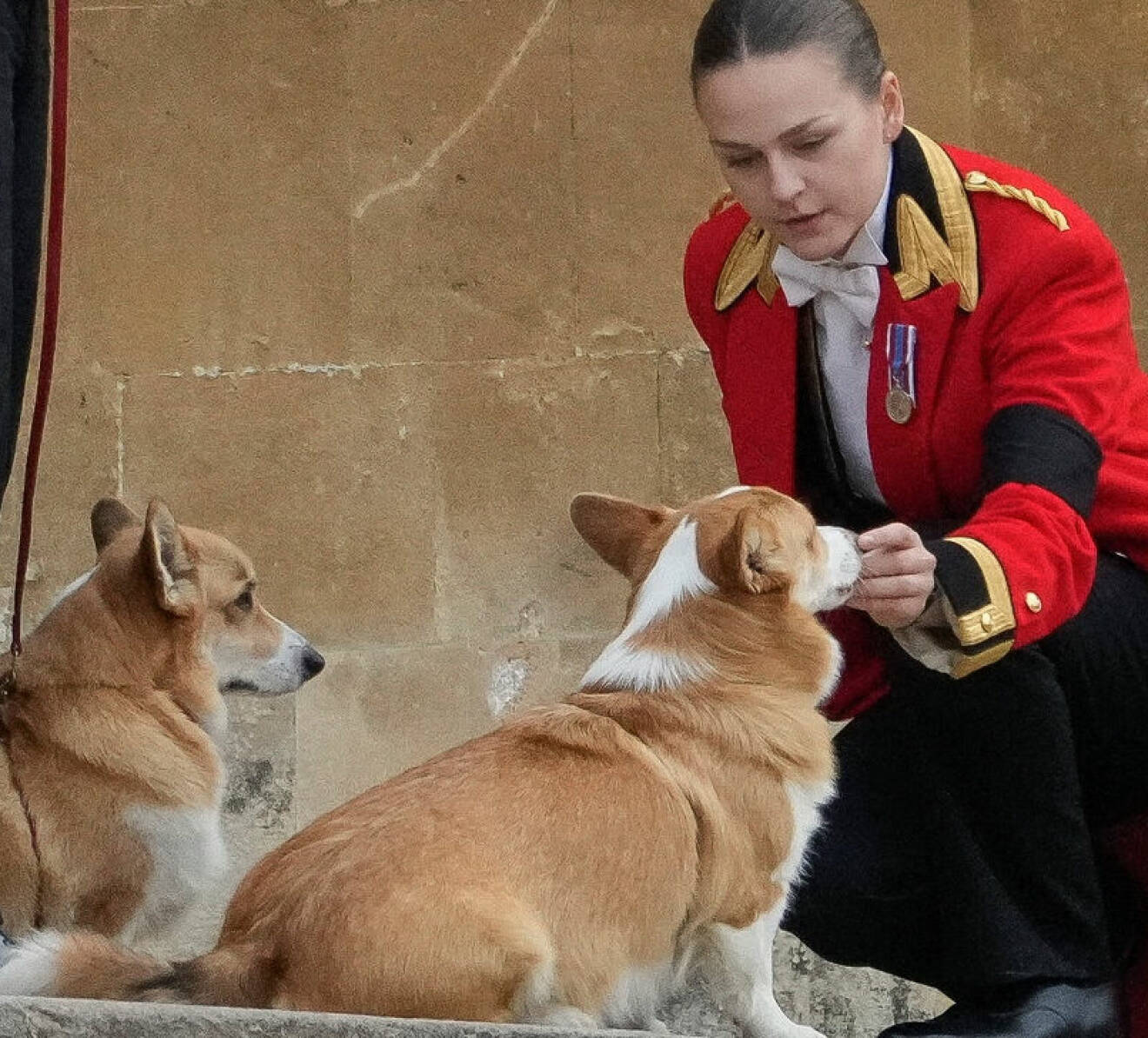 Drottning Elizabeths corgihundar Sandy och Muick på Windsor Castle när begravningskortegen passerade
