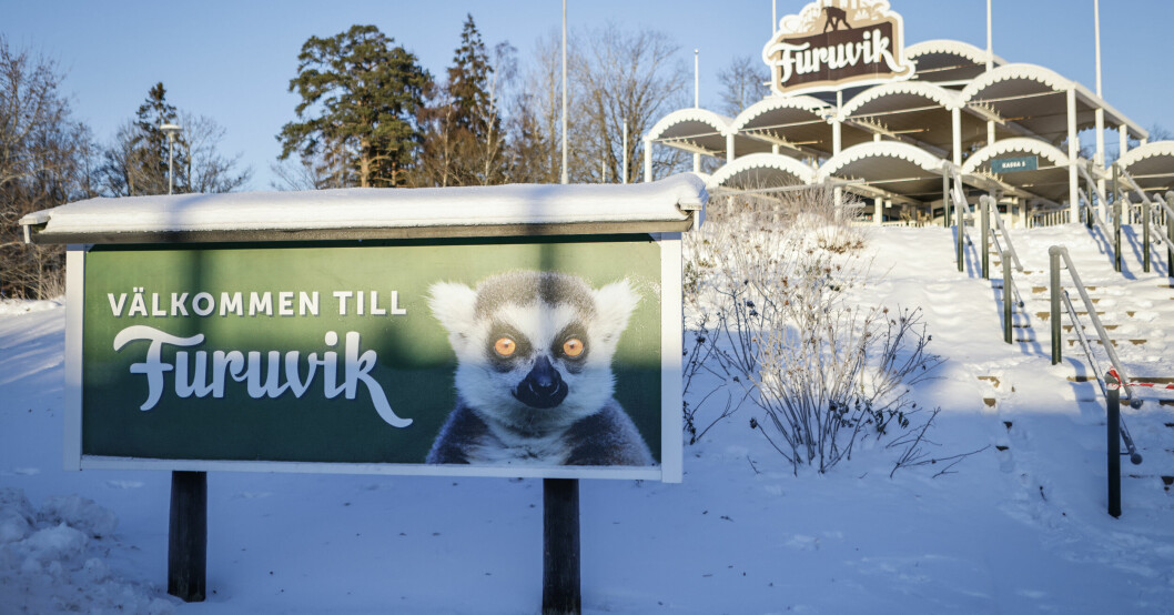 På onsdagen rymde totalt fem schimpanser från sina hägn ut i Furuviksparken i Gävleområdet. Tre av dem sköts till döds i samband med rymningen, och ytterligare en skadesköts. Furuviksparken