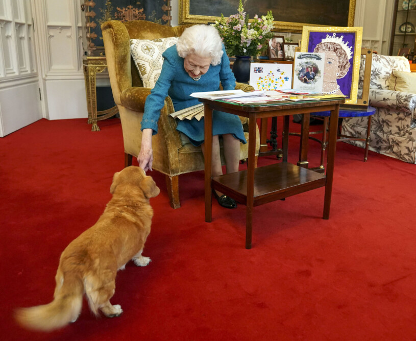 Drottningen i favoritfåtöljen, med sin kelsjuka dorgi (korsning mellan corgi och tax) vid fötterna. Drottning Elizabeth med sin hund en dorgi