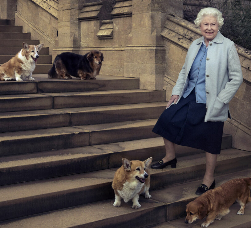 Drottning Elizabeth med sina kära corgis och dorgis – en blandras som uppstod när hennes corgi Tiny råkade para sig med prinsessan Margarets tax Pipkin. Drottning Elizabeth med sina hundar