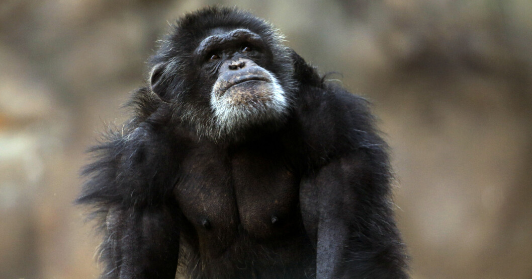 Schimpanser flydde från Furuviksparken under onsdagen