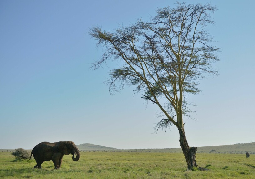 Naturreservatet Lewa Reserve i norra Kenya. Här tillbringade kronprinsessan Victoria sin helg. Naturreservatet Lewa Reserve i norra Kenya