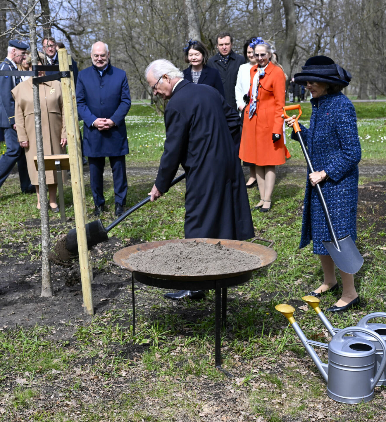 Kungen och drottning Silvia planterar ett träd under sitt statsbesök i Estland 2023