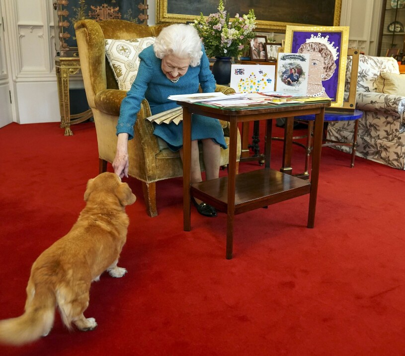 Nya tider för drottning Elizabeth och hennes corgiesar. Drottning Elizabeth med en av sina hundar i The Oak Room på slottet Windsor Castle