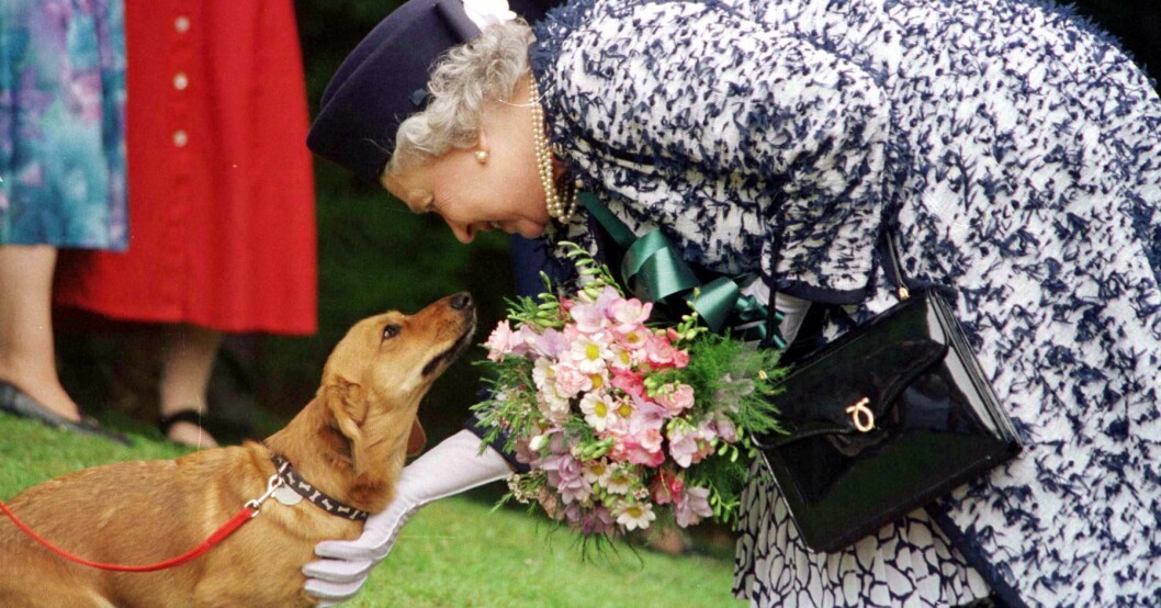 Drottning Elizabeth är en dokumenterad corgi-älskare! Foto:
