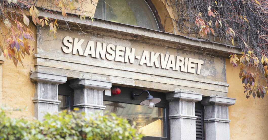 Skansen-Akvariet – som blev en världsnyhet under jakten på kungskobran Sir Väs. Skansen-Akvariet i Stockholm