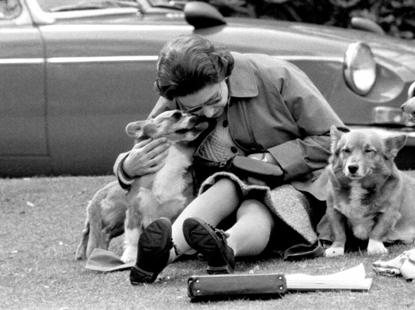 Drottning Elizabeth med sina corgies, här på en retrobild från 1973. Drottning Elizabeth med sina corgies corgis corgiehundar Retrobild 1973