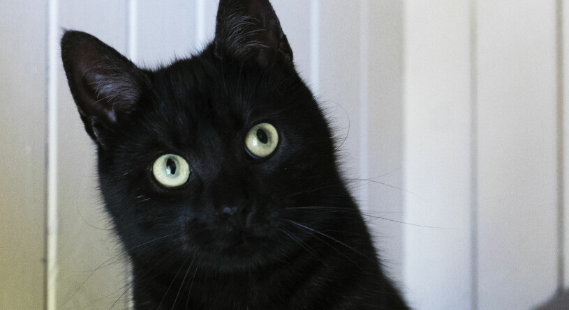 Både Frida Karlsson och William Poromaa har noterat en svart katt som korsar vägen hela tiden. OBS! Katten på bilden har inget med händelsen att göra. Katt