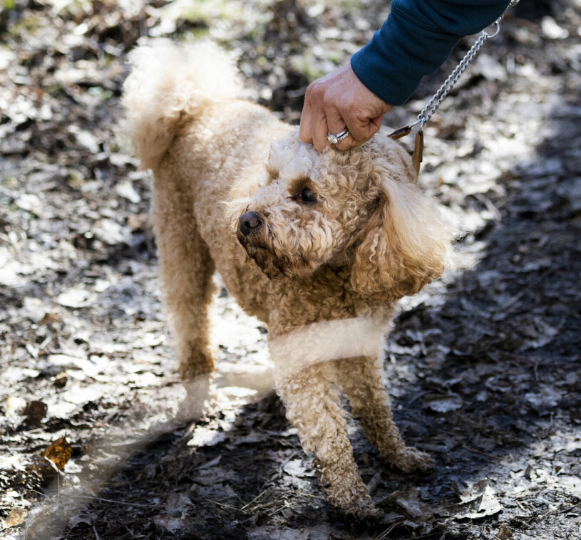 Nu har stormen lagt sig, men ett tag blåste det orkanvindar kring Rio – eftersom han är en cavapoo (blandras mellan pudel och cavallier king charles spaniel). Kronprinsessan Victorias hund Rio en cavapoo