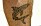 Kronprins Frederiks tatuering på benet: En haj