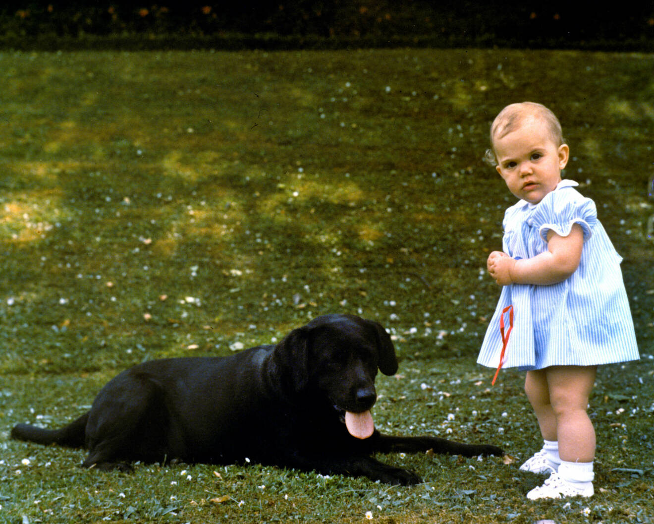 Kronprinsessan Victoria som ettåring med kungens labrador Charlie
