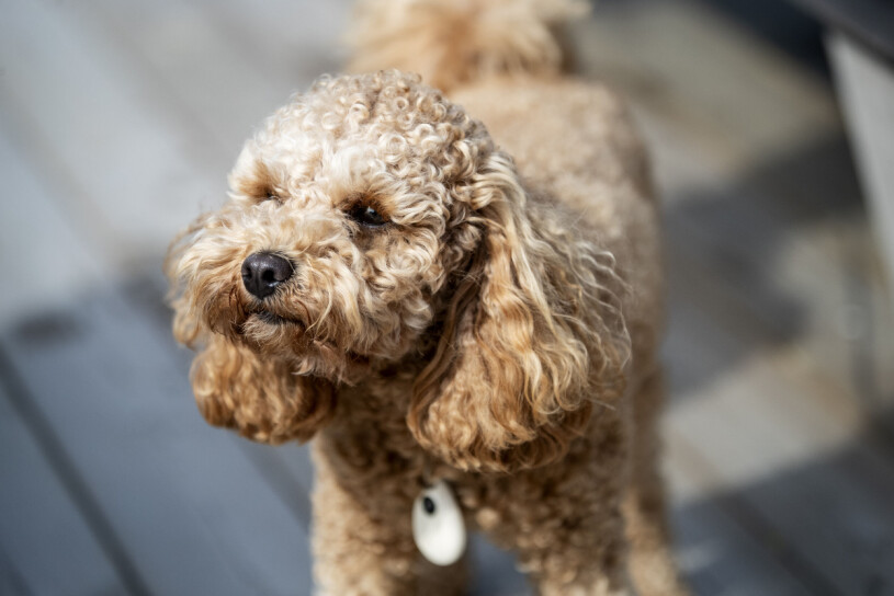 Cockapoo har blivit en mycket populär ras i Sverige under de senaste åren. Kronprinsessan Victoria besöker Ålö och Utö. Med på besöket är hunden Rio.