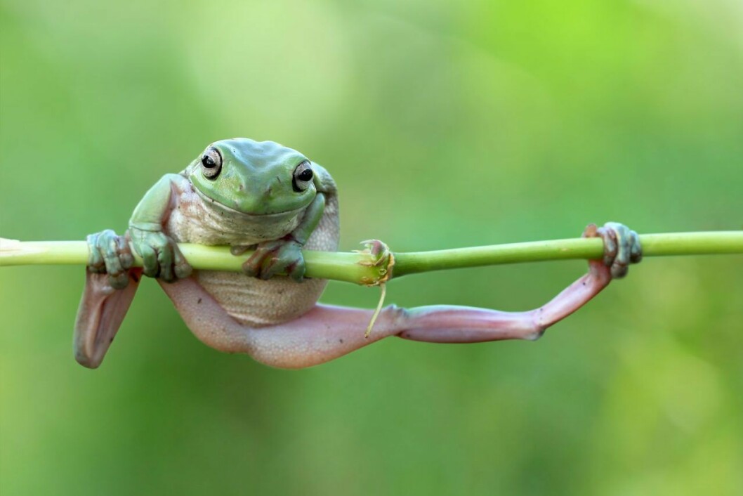 Det gäller att inte ha grodfobi! Det är mycket grodor runt Frogmore Cottage, prins Harrys och Meghans nya hus.