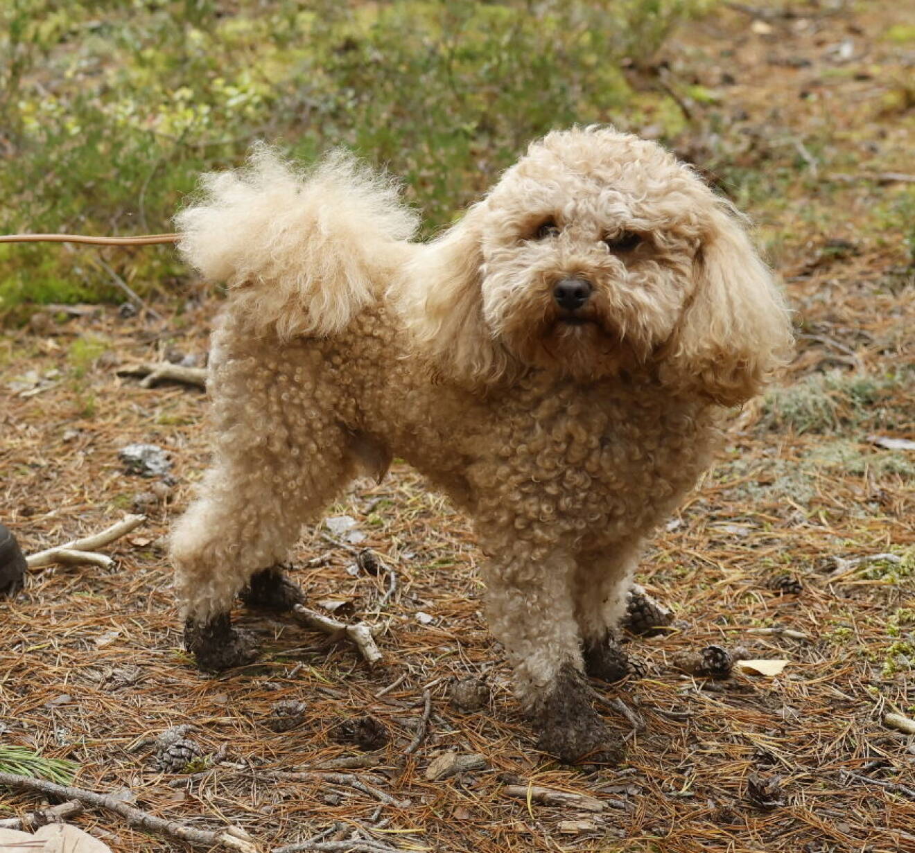 Kronprinsessan Victorias hund Rio med leriga tassar efter vandringen i Tivedens nationalpark