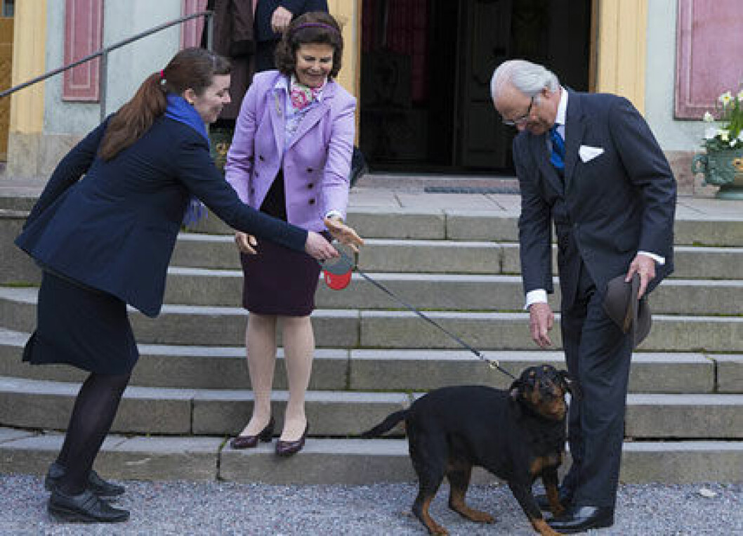 Silvia-hund