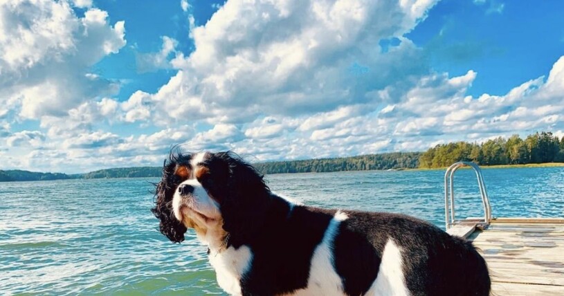 Hunden Bosse på familjens brygga vid landstället.