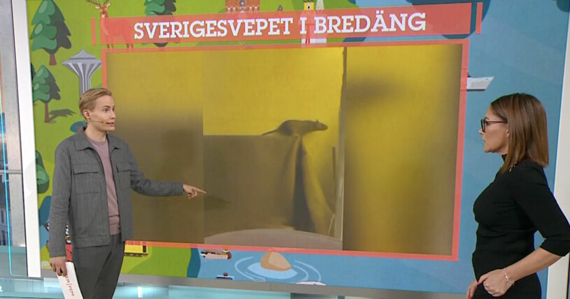 Råttbilderna i Efter fem! Foto: TV4