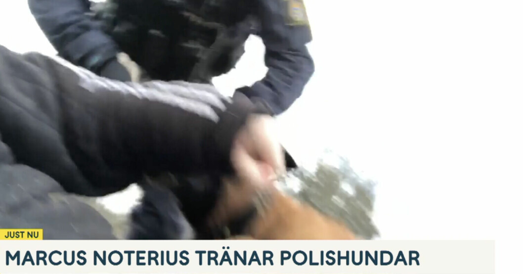 Marcus Noterus blir biten av en polishund i Nyhetsmorgon