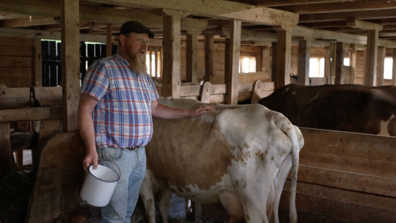 Farmen-Wincent med en ko i Farmen