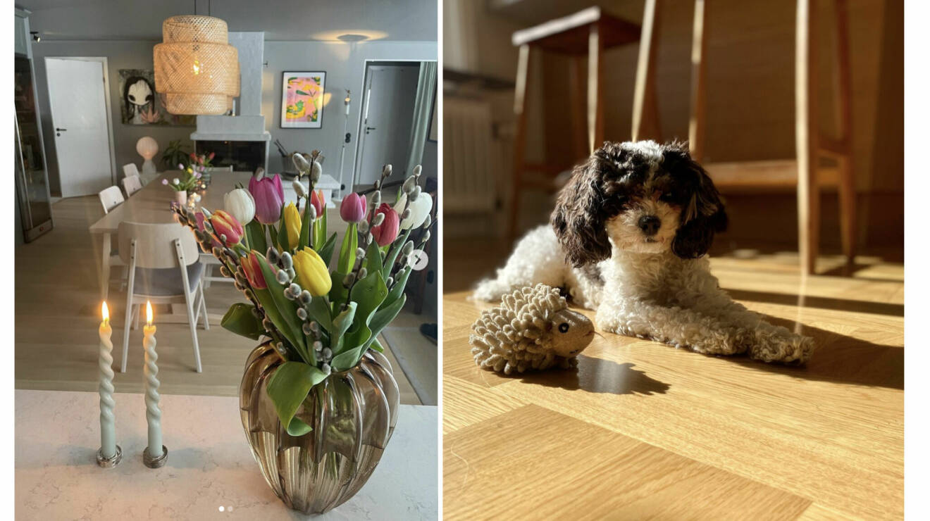 Soraya Lavasani visar upp sitt hem på Instagram och Martin Järborg sin hund Majken