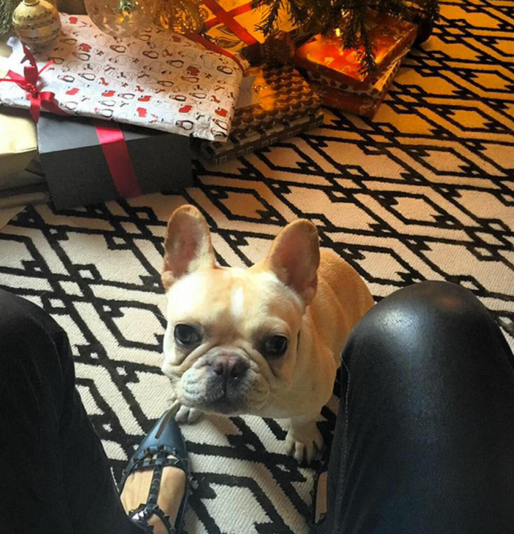 Star MC hund