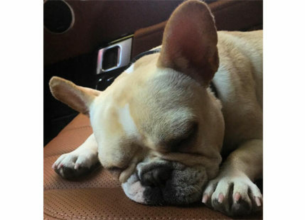 Star-fransk-bulldog-