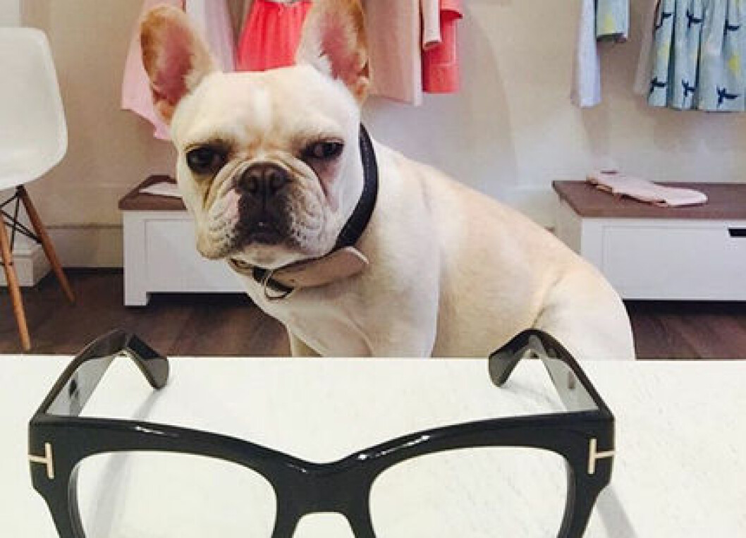 star-Marie-Chantal-hund