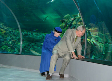 Margrethe och Henrik jättelikt akvarium | Dam