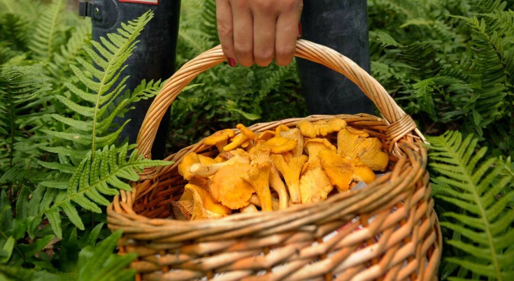 Inte svamp. Men liljekonvaljer! ”Det finns det så många, det plockar jag alltid när jag är här på Stenhammar” berättar drottning Silvia. Kungen avslöjar att de aldrig plockar svamp.