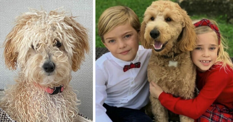 Två labradoodles? Drottning Máximas Mambo till vänster och prinsessan Madeleines Teddy till höger. Här omkramad av prins Nicolas och prinsessan Leonore. Drottning Máximas nya hund Mambo Prinsessan Madeleines hund Teddy