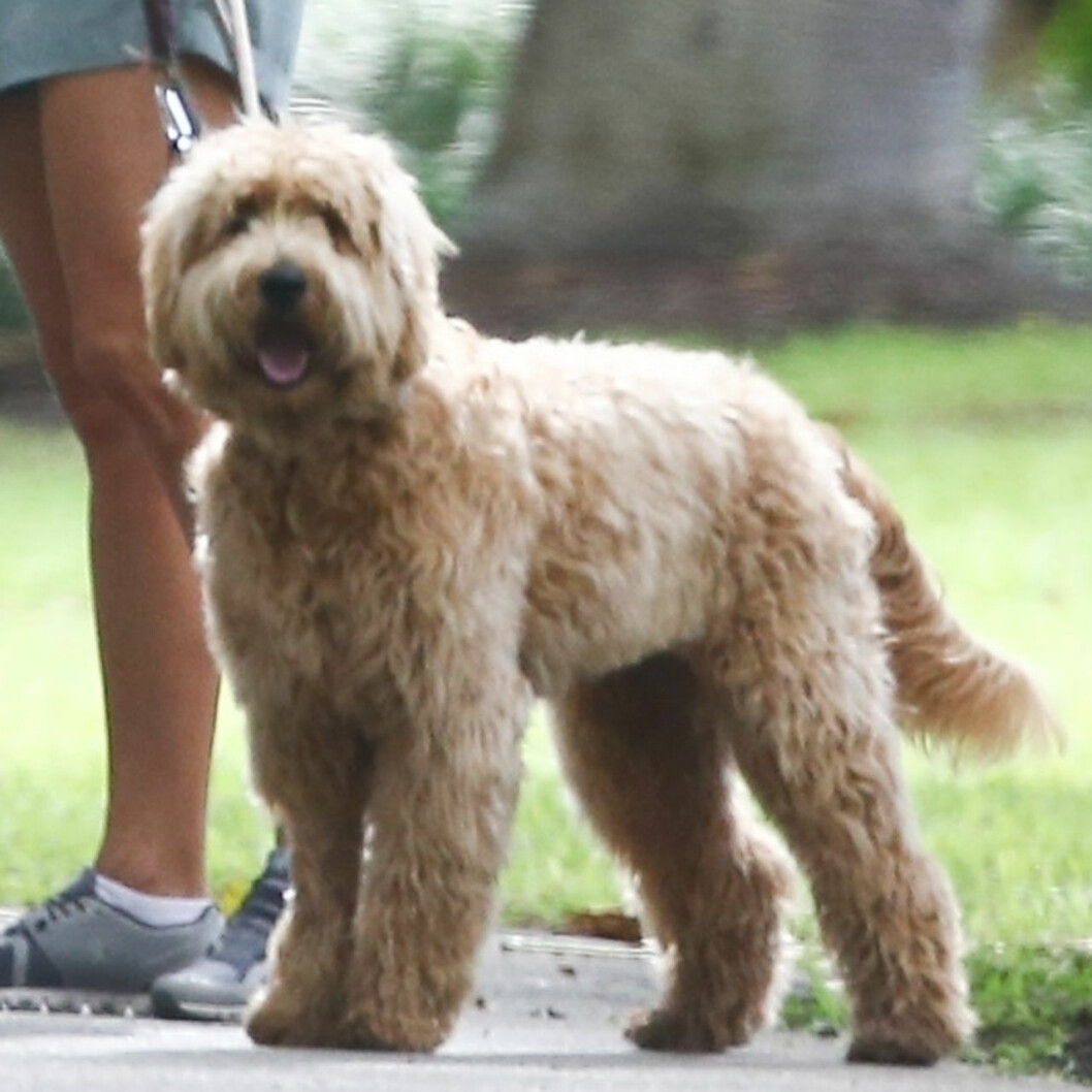 Prinsessan Madeleine kan få det tufft med Teddys päls. Prinsessan Madeleines hund Teddy
