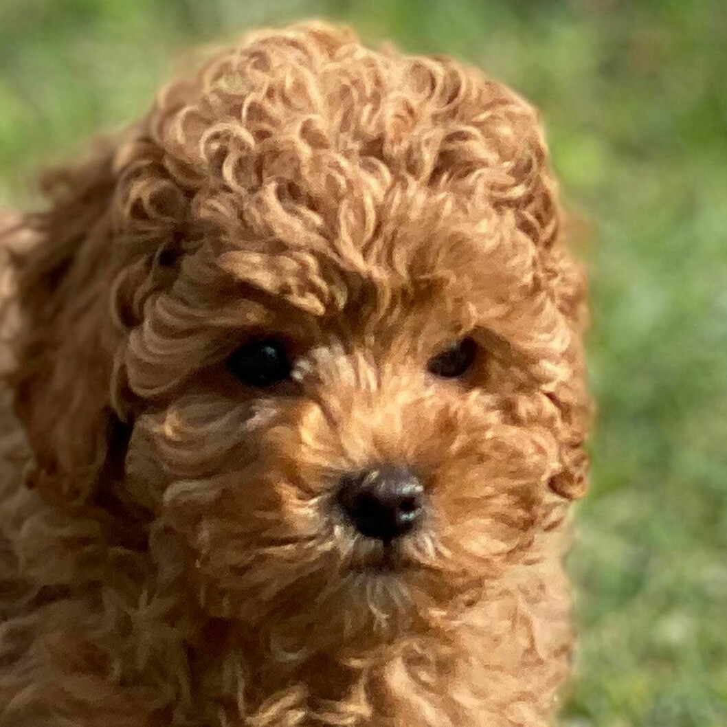 Nya hunden på Haga, cavapoon Rio. Nya hunden på Haga, cavapoon Rio.