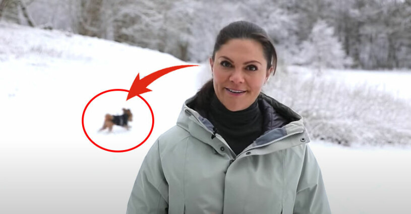 När Rio satte guldkant på Victorias videomöte. Kronprinsessan Victoria Hunden Rio cavapoo videomöte Haga