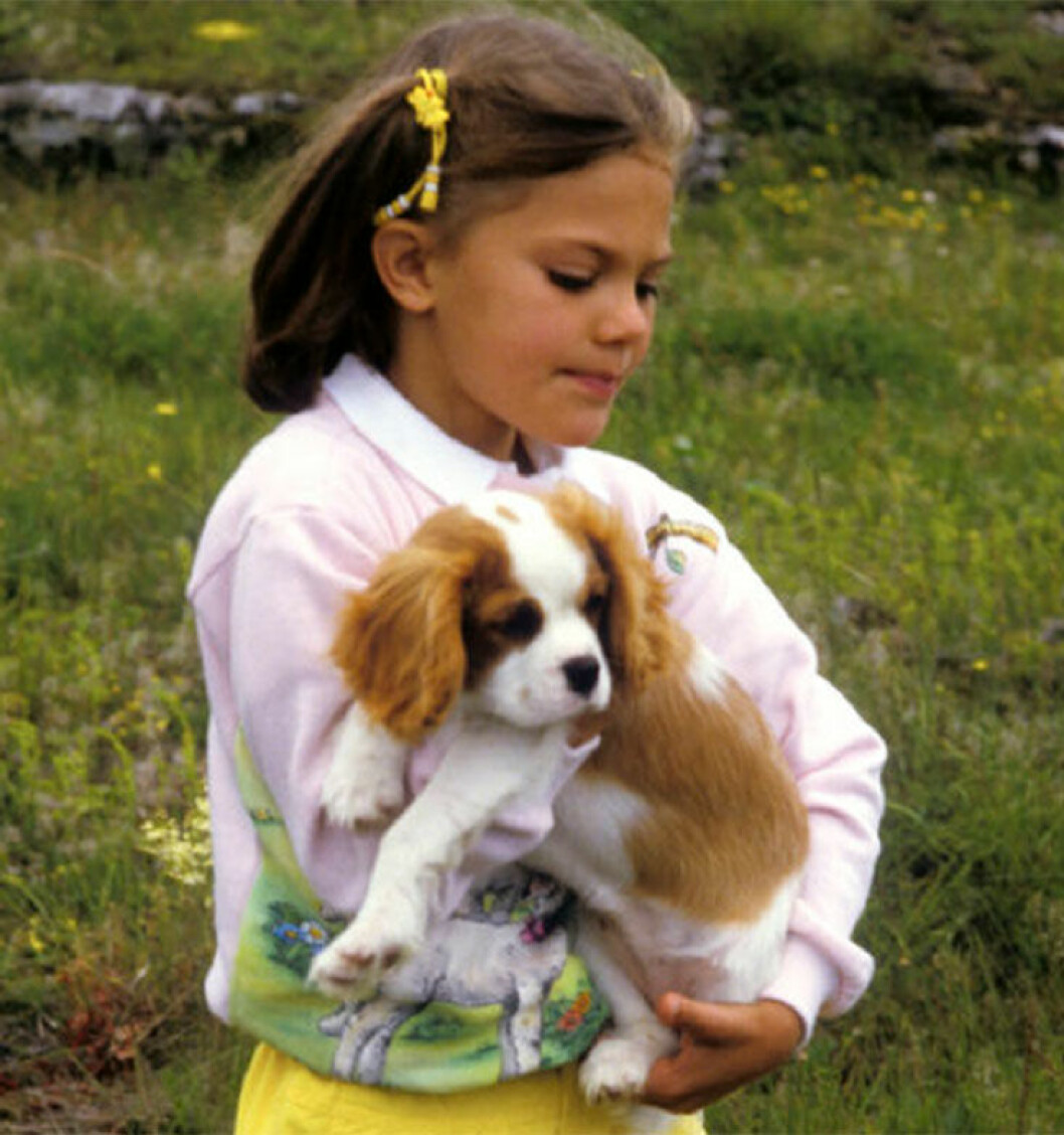 Victoria-hund