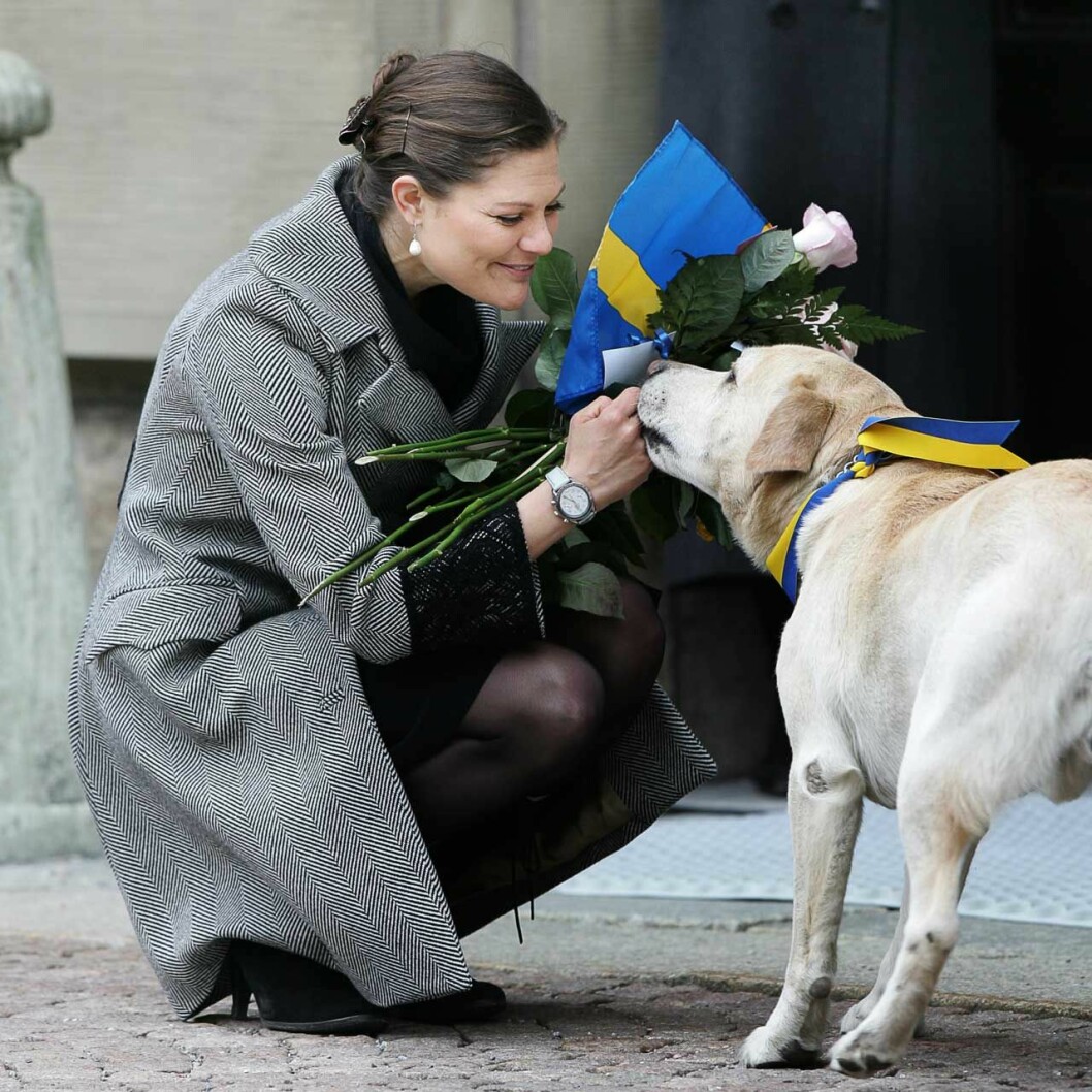 2007 skuttade kungafamiljens labrador Jambo in på borggården som årets absolut gladaste gratulant. Missa inte den blågula rosetten! Victorias namnsdag firas på Stockholms slott den 12 mars 2007. Kungafamiljens labrador Jambo var gladaste gratulanten.
