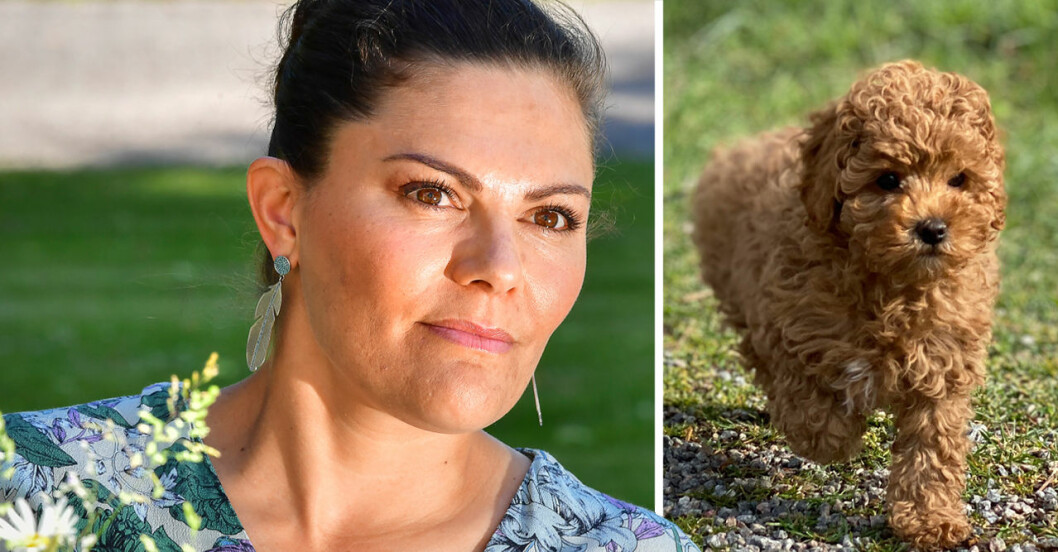 Kronprinsessan Victoria och hennes blandrashund Rio, en cavapoo. Kronprinsessan Victoria och hennes blandrashund Rio, en cavapoo