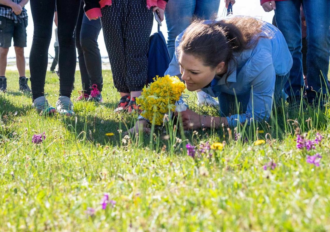 Kronprinsessan Victoria tittar på orkidéer på en strandäng under landskapsvandringen på södra Öland.