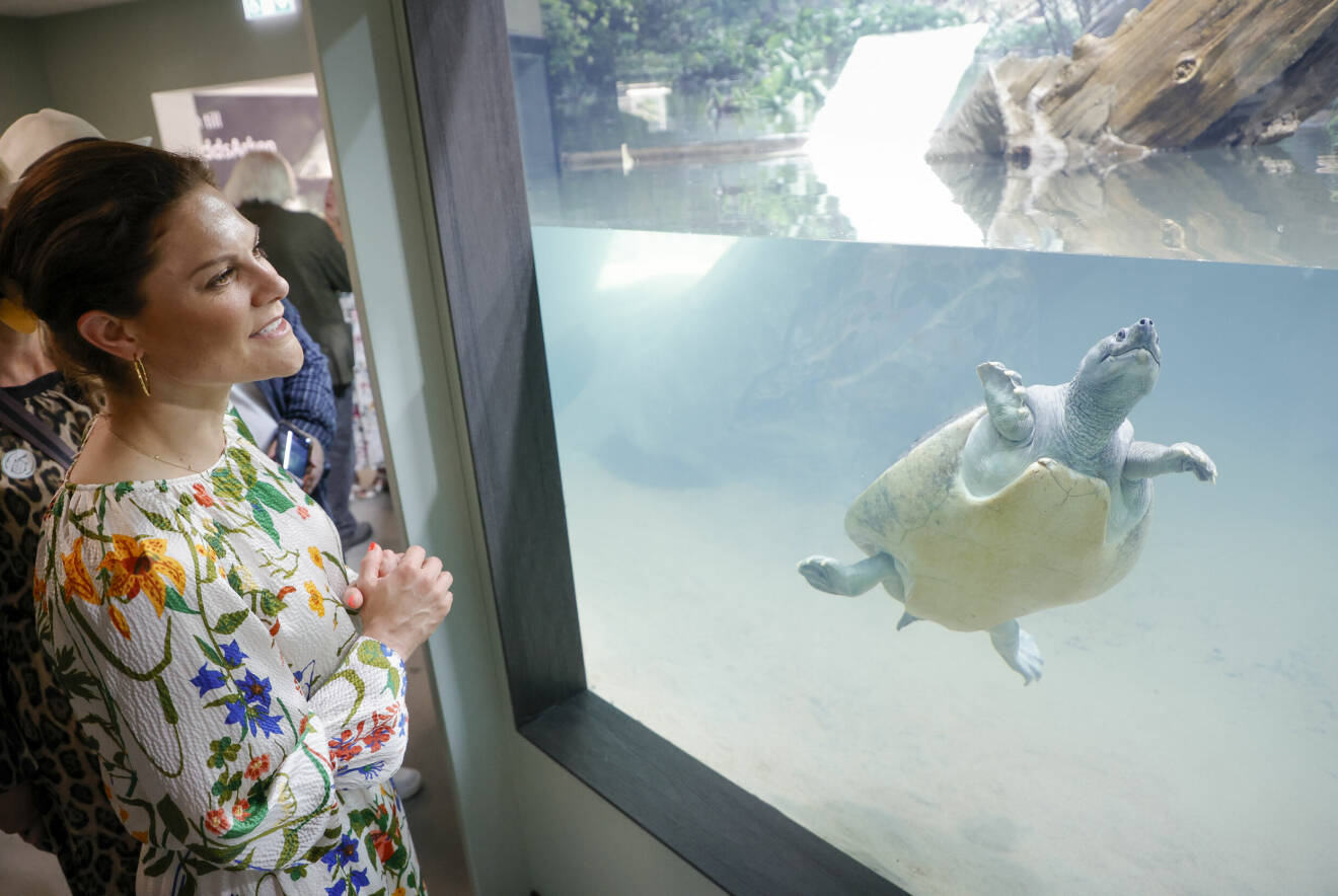 Kronprinsessan Victoria tittar på ett akvarium där en sköldpadda simmar