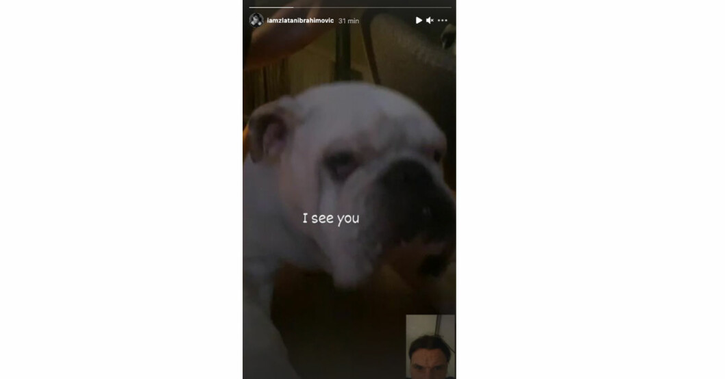 Zlatan Ibrahimovic i videosamtal med familjen (och deras hund). Zlatan Ibrahimovics hund